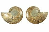 Cut & Polished, Agatized Ammonite Fossil - Madagascar #263293-1